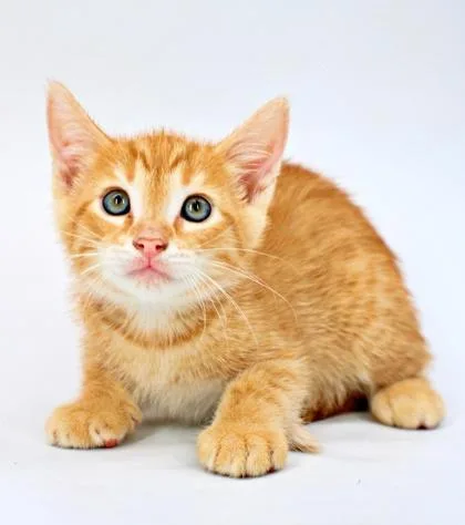 A baby small-sized male Domestic Short Hair cat named Ron for adoption in Morton Grove, IL