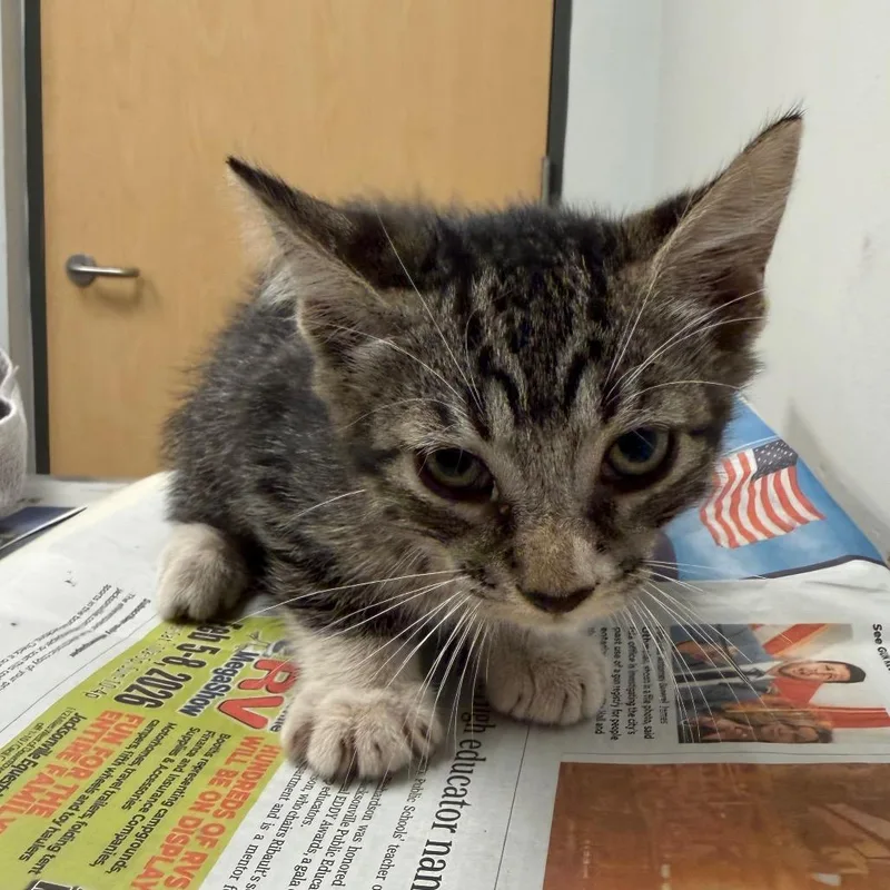 A baby small-sized male Domestic Short Hair cat named Chip for adoption in Jacksonville, FL