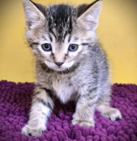 A baby small-sized male Domestic Short Hair cat named Brulee for adoption in Los Angeles, CA