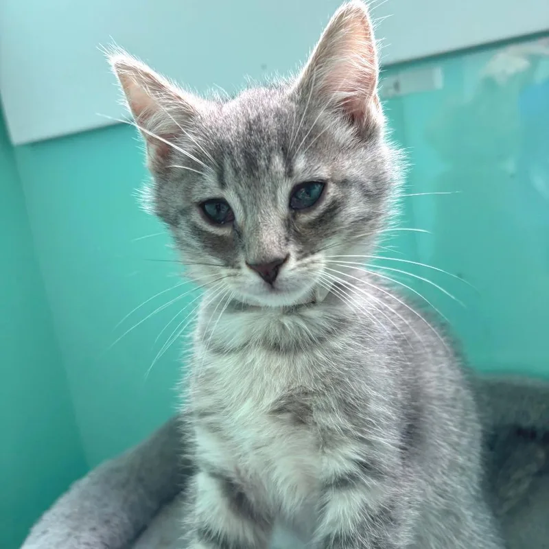 A baby small-sized male Gray / Blue / Silver Domestic Short Hair cat named Babu for adoption in Falls Church, VA