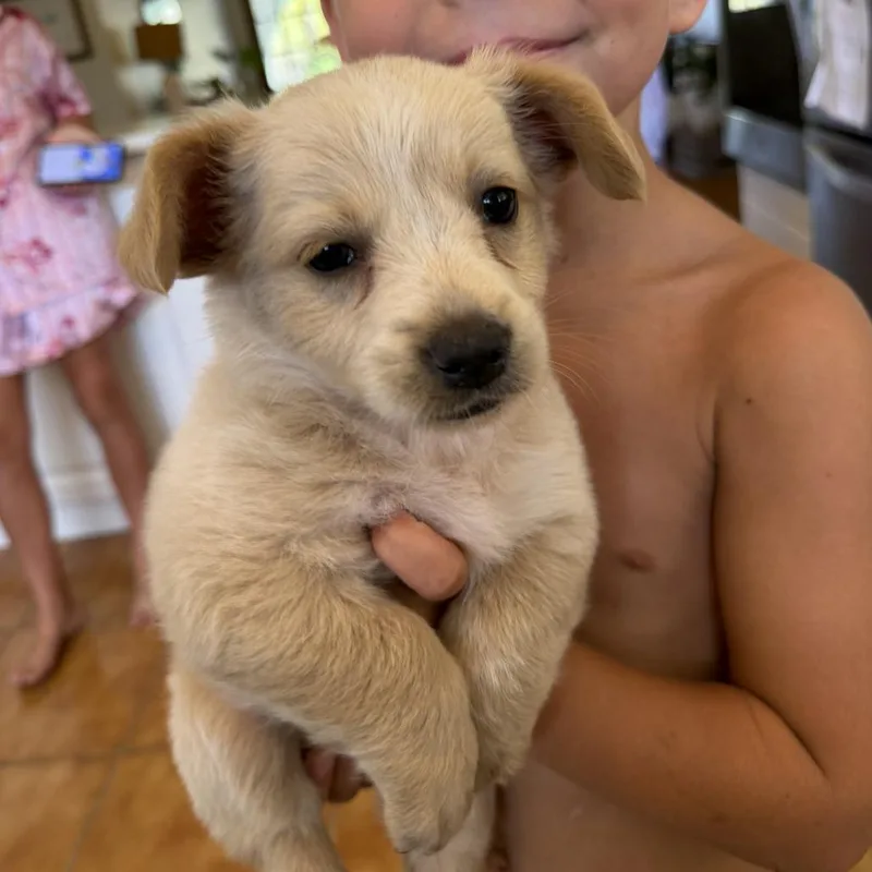 A baby medium-sized female White / Cream Mixed Breed dog named Missy for adoption in Frederiksted, VI