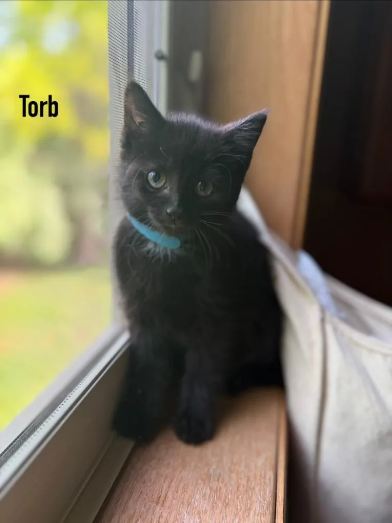 A baby small-sized female Domestic Short Hair cat named Solensia  Torb for adoption in Minneapolis, MN