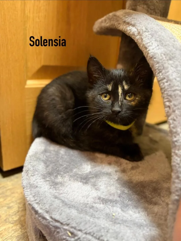 Solensia  Torb thumbnail 4