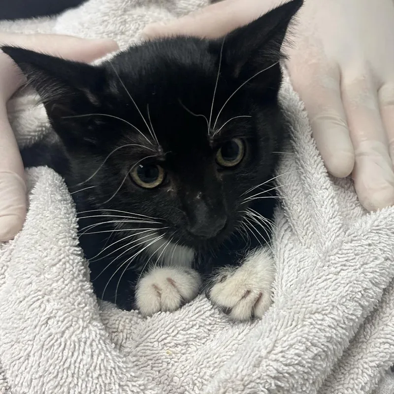 A baby small-sized female Domestic Short Hair cat named Bugatti for adoption in Jacksonville, FL