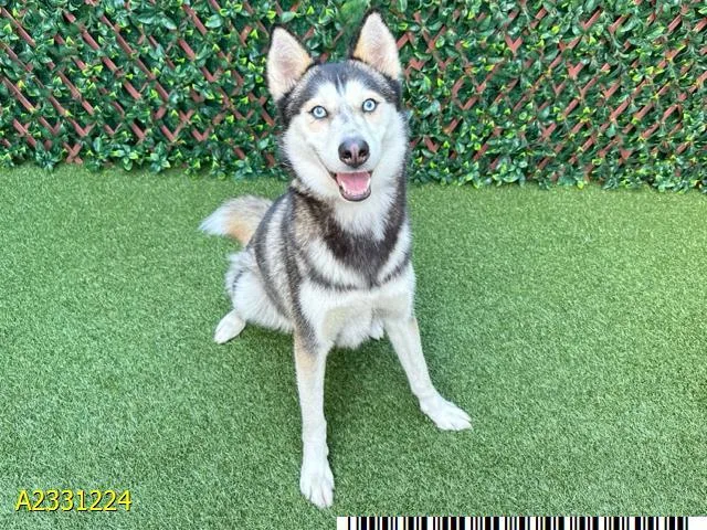 An adult large-sized female Mixed Breed dog named Zora for adoption in West Palm Beach, FL