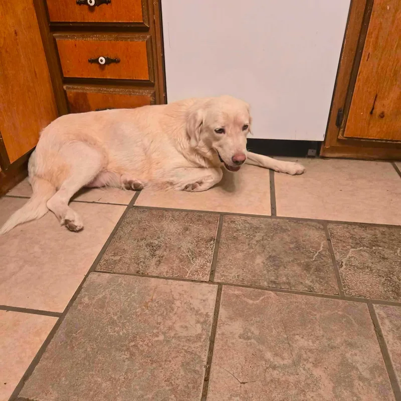 An adult large-sized female White / Cream Great Pyrenees dog named Victoria for adoption in Uxbridge, MA