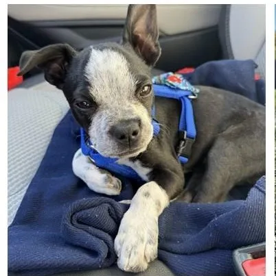 A baby small-sized male Boston Terrier dog named Cowboy in CO for adoption in Elkhorn, NE