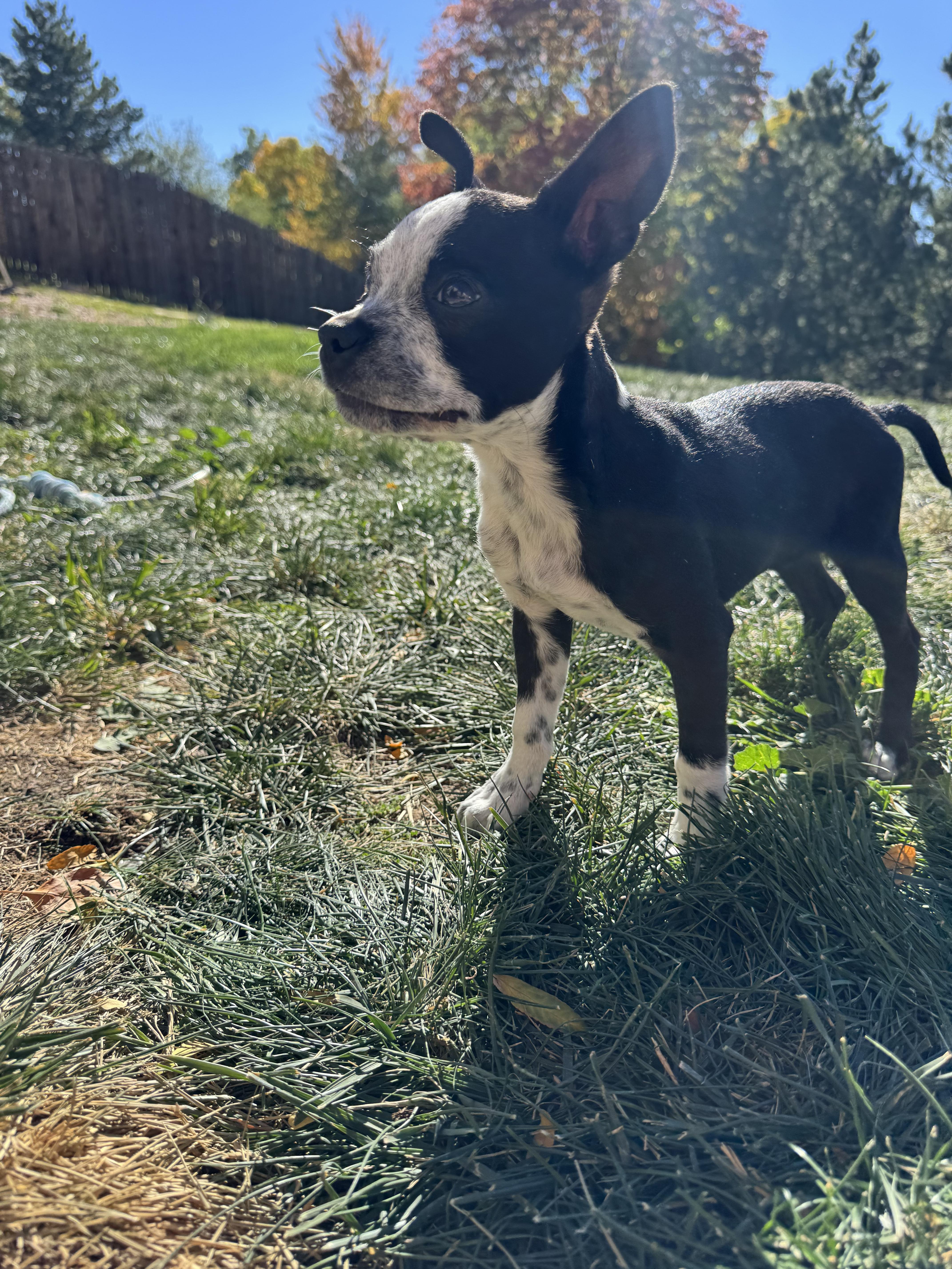 Cowboy in CO thumbnail 2