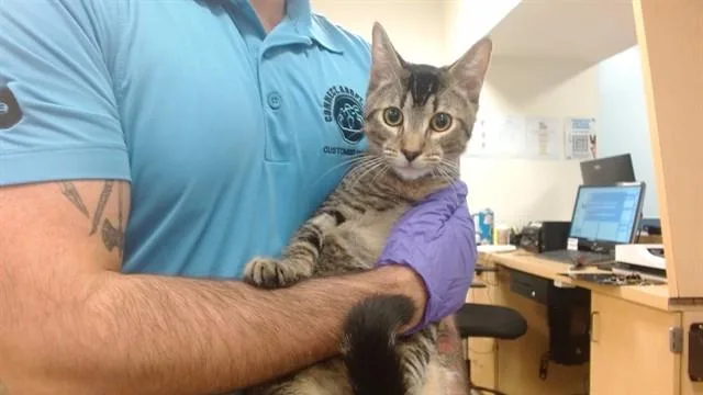 A young small-sized male Domestic Short Hair cat named Kiko for adoption in Miami, FL