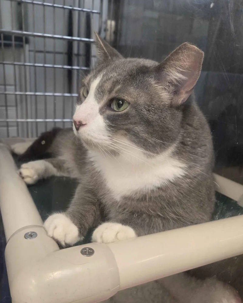 An adult medium-sized male Gray & White Domestic Short Hair cat named Thomas for adoption in Herndon, VA