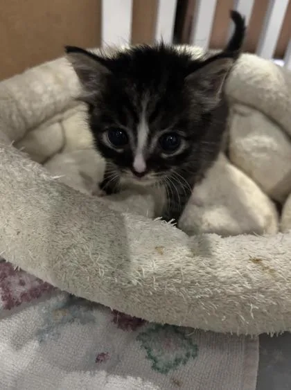 A baby small-sized male Domestic Short Hair cat named Willow Tree for adoption in Lawrenceville, GA