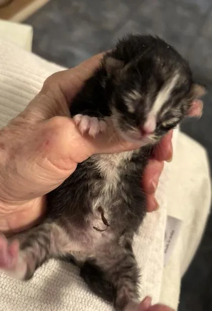 Willow Tree thumbnail 2