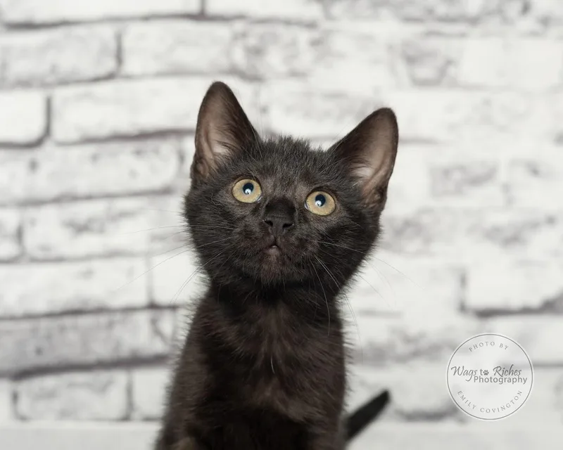 A baby medium-sized female Black Bombay cat named Queen for adoption in Tuscaloosa, AL