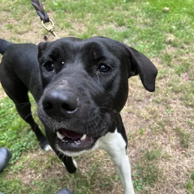 A young medium-sized female Black Labrador Retriever dog named Pebbles for adoption in Port Townsend, WA