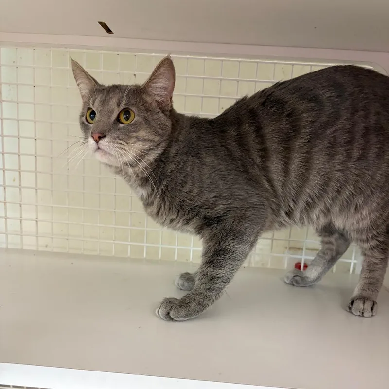 An adult small-sized male Gray / Blue / Silver Domestic Short Hair cat named Ziggy for adoption in Granville, OH