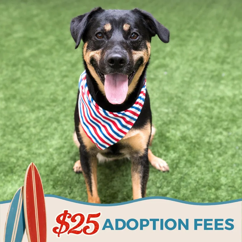 An adult large-sized female German Shepherd Dog dog named Zelda for adoption in Burlingame, CA