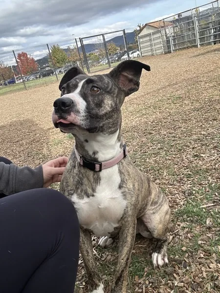An adult medium-sized female Pit Bull Terrier dog named Esme for adoption in Napa, CA