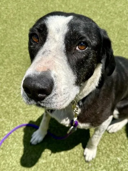 An adult large-sized female Black Mixed Breed dog named Mortar and Pestle for adoption in Wichita, KS