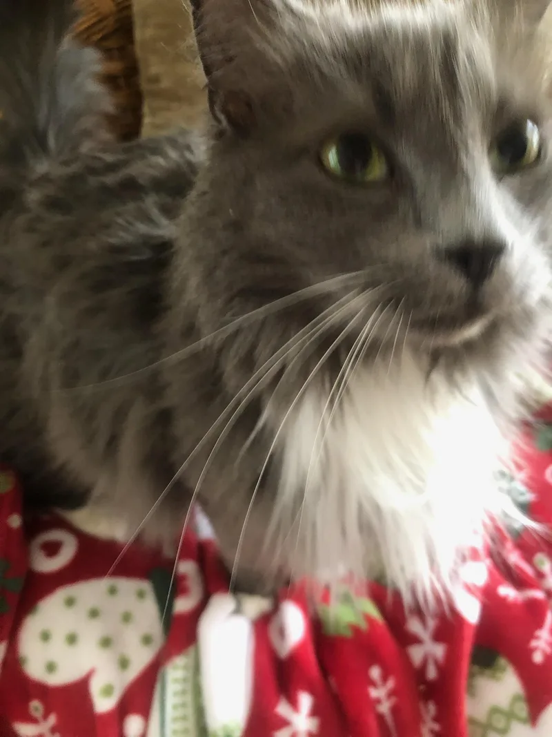 Burberry And Windsor At thumbnail 2