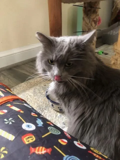 Burberry And Windsor At thumbnail 3