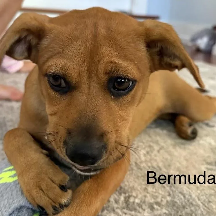 Bermuda thumbnail 4