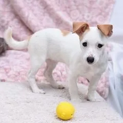 A baby small-sized female White / Cream Chihuahua dog named Kinsley for adoption in Conroe, TX