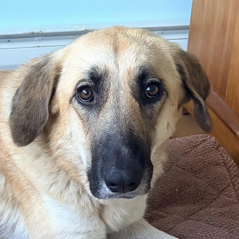 An adult large-sized female Shepherd dog named MARIGOLDlocal for adoption in Warwick, RI