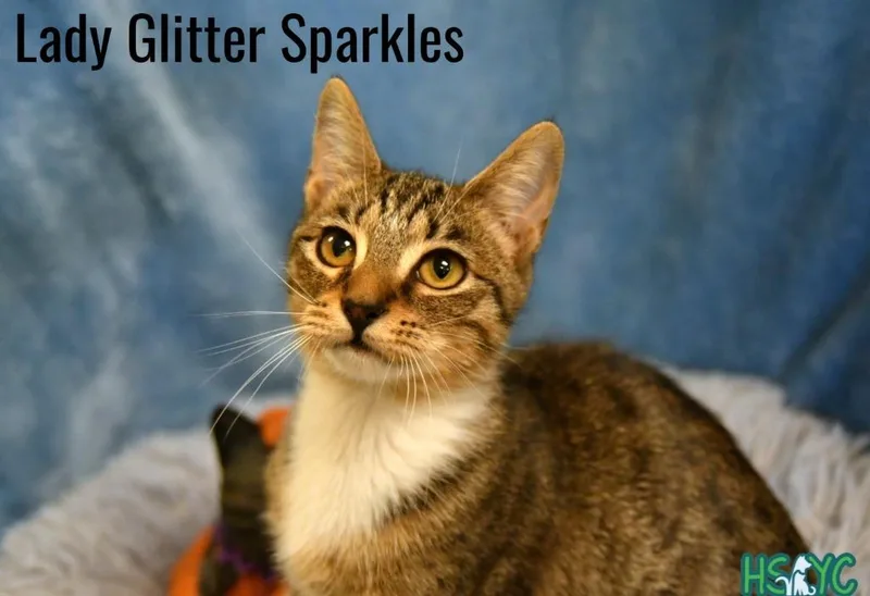 A young medium-sized female Domestic Short Hair cat named Lady Glitter Sparkles for adoption in Fort Mill, SC