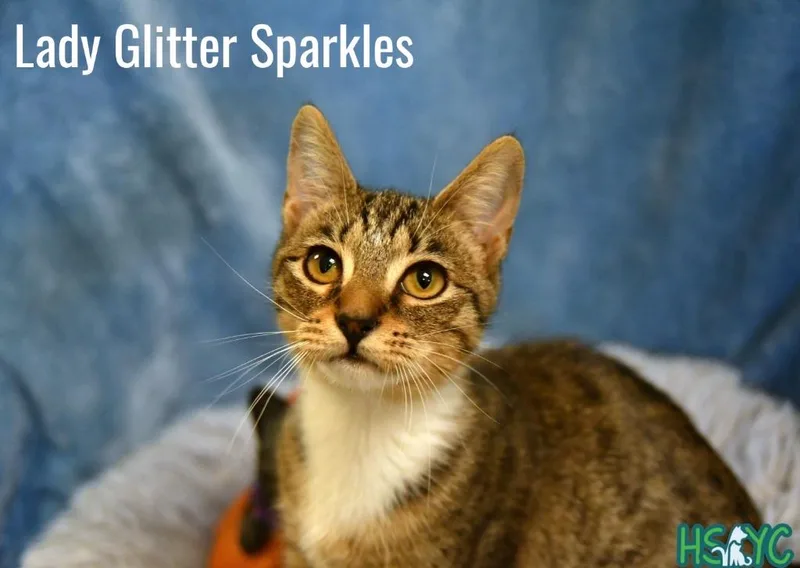 Lady Glitter Sparkles thumbnail 2