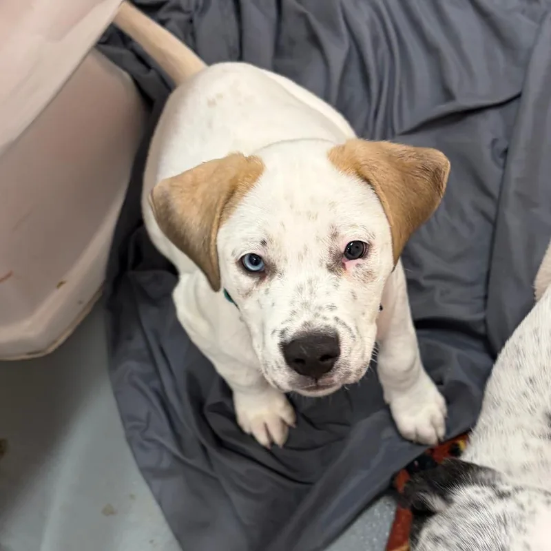 A baby medium-sized male White / Cream Cattle Dog named Bluejay for adoption in Austin, TX