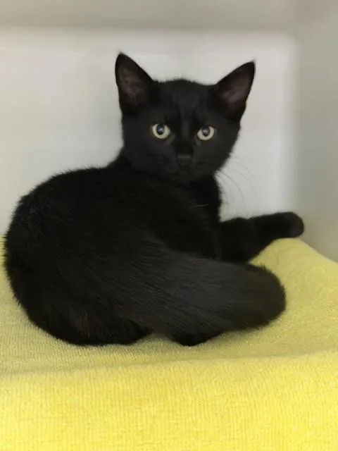 A baby medium-sized male Domestic Short Hair cat named Sam for adoption in Boston, MA