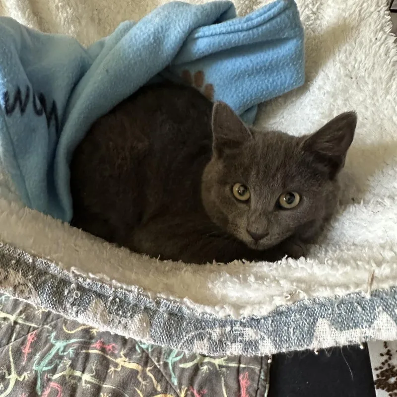 A baby small-sized female Gray / Blue / Silver Domestic Short Hair cat named Blu for adoption in Priest River, ID