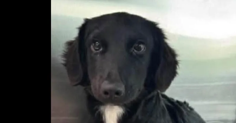 A baby medium-sized male Tricolor (Brown, Black, & White) Labrador Retriever dog named Butters for adoption in Dallas, TX