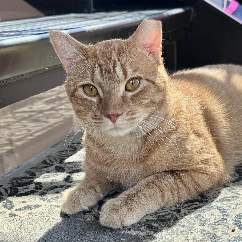 An adult large-sized male Orange / Red Domestic Short Hair cat named CheezIt for adoption in Chapel Hill, NC
