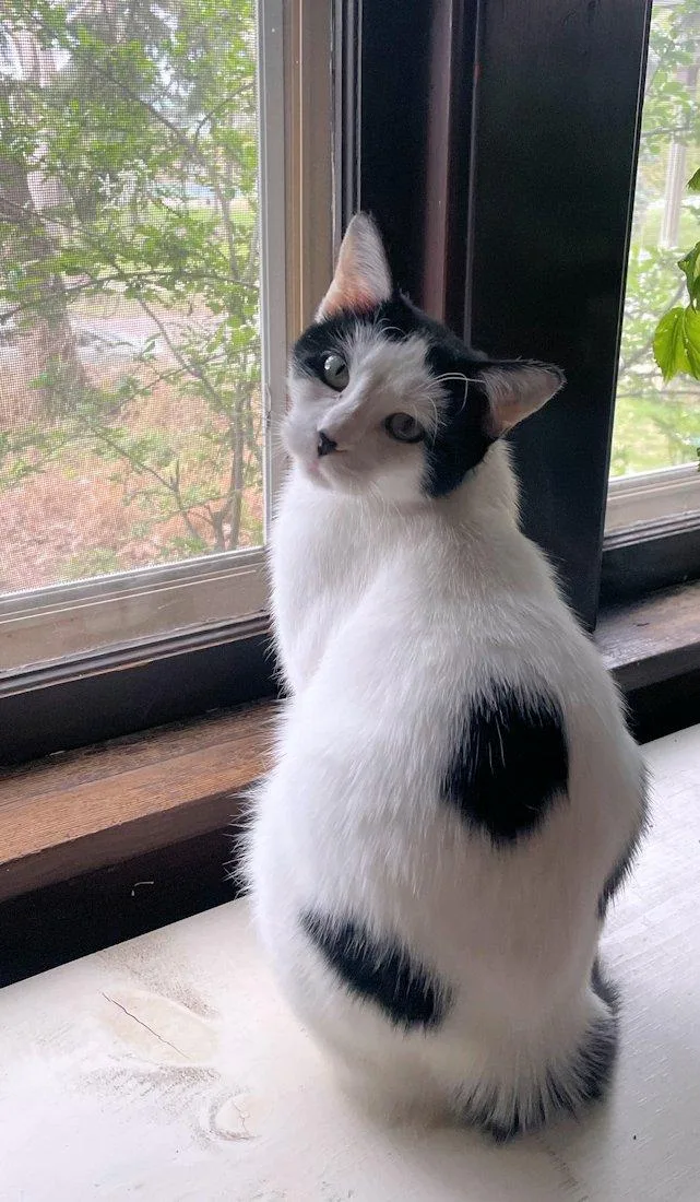 A young medium-sized female Domestic Short Hair cat named Nala for adoption in White Bear Lake, MN