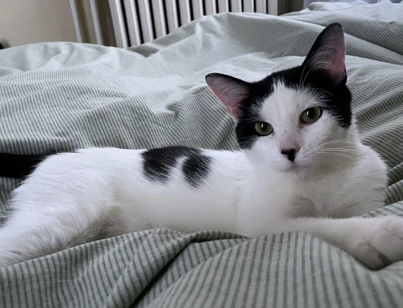Nala thumbnail 5