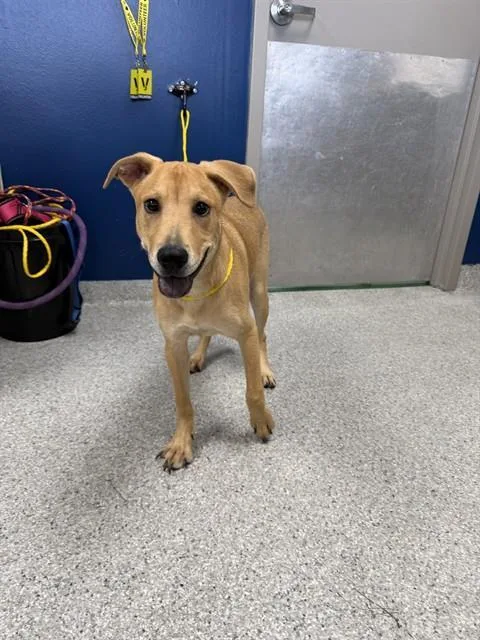 A baby medium-sized male Labrador Retriever dog named Bruno for adoption in Pasadena, TX