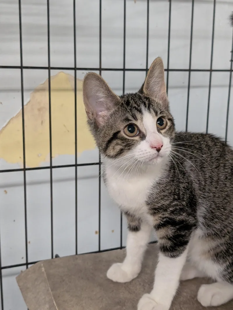 A baby medium-sized male Gray & White Domestic Short Hair cat named Tucker for adoption in Tilton, IL