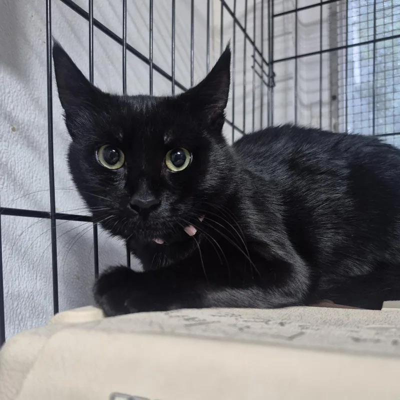 A young medium-sized female Black Domestic Short Hair cat named Winnie for adoption in Newark, NJ