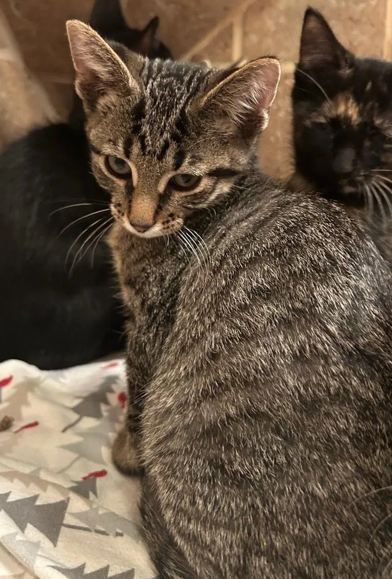 A baby medium-sized male Tabby (Brown / Chocolate) Domestic Short Hair cat named Wahoo for adoption in Chicago, IL