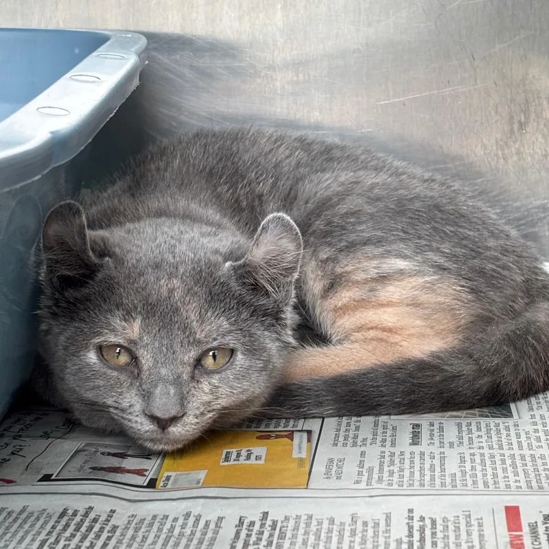 A baby small-sized female Tortoiseshell American Curl cat named Skippy for adoption in Springfield, MA