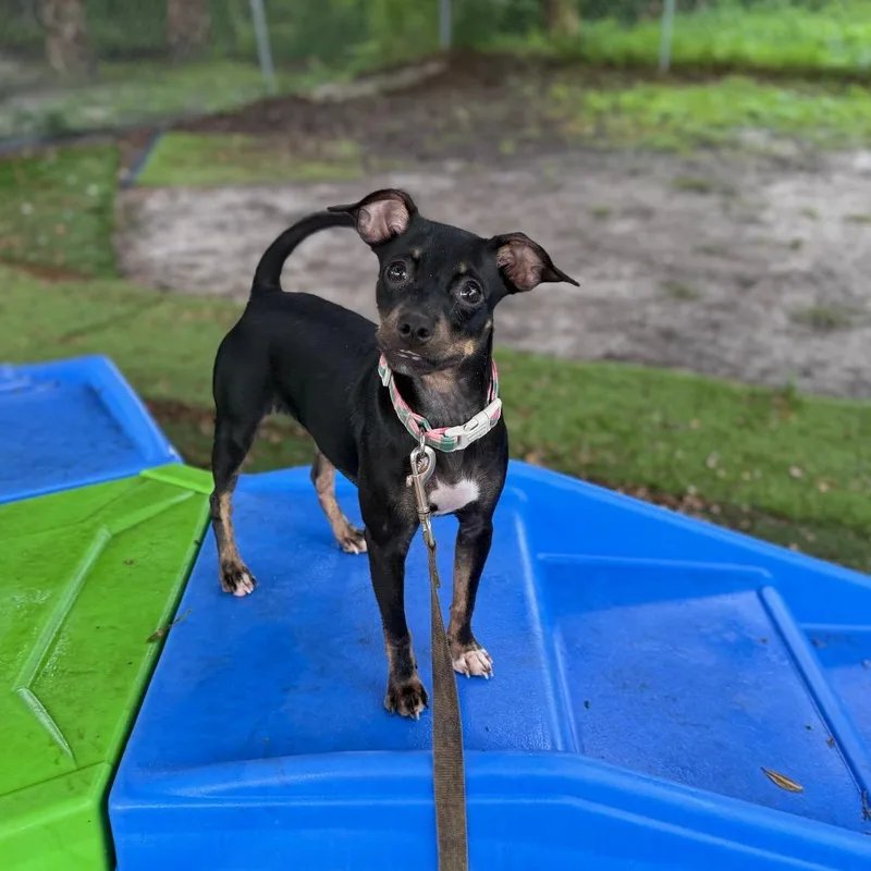 A baby small-sized female Black Miniature Pinscher dog named Princess Sour Cream for adoption in Port Richey, FL