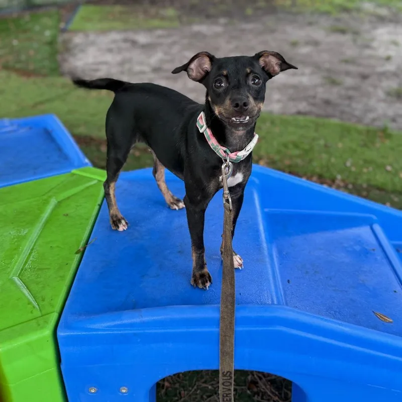 Princess Sour Cream thumbnail 4