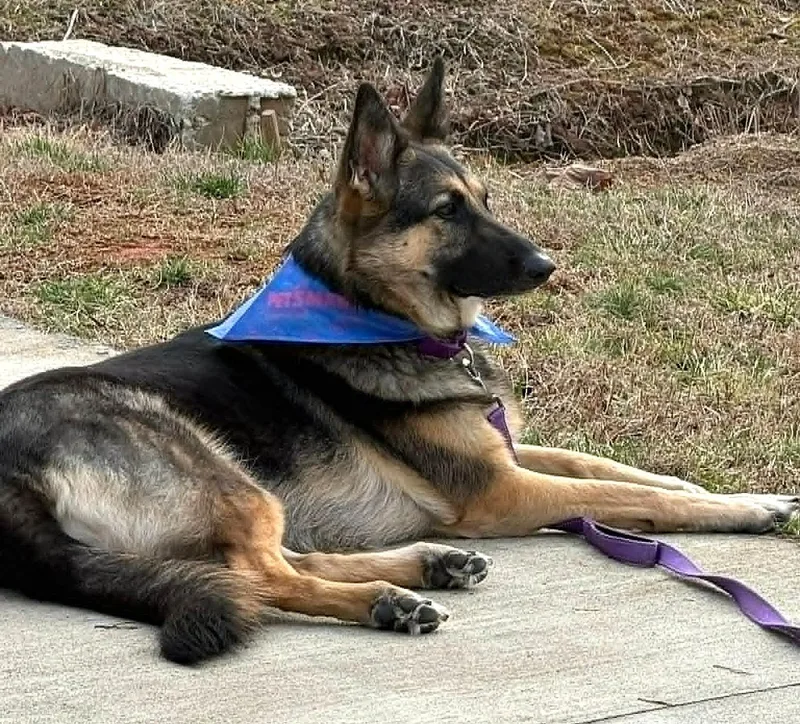 An adult large-sized female Black German Shepherd Dog dog named Molly for adoption in Marion, NC