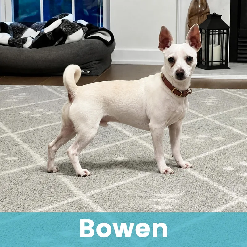 Bowen