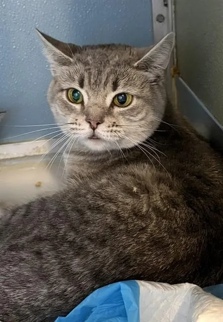 An adult small-sized female Domestic Short Hair cat named Baby Girl for adoption in Westminster, MD