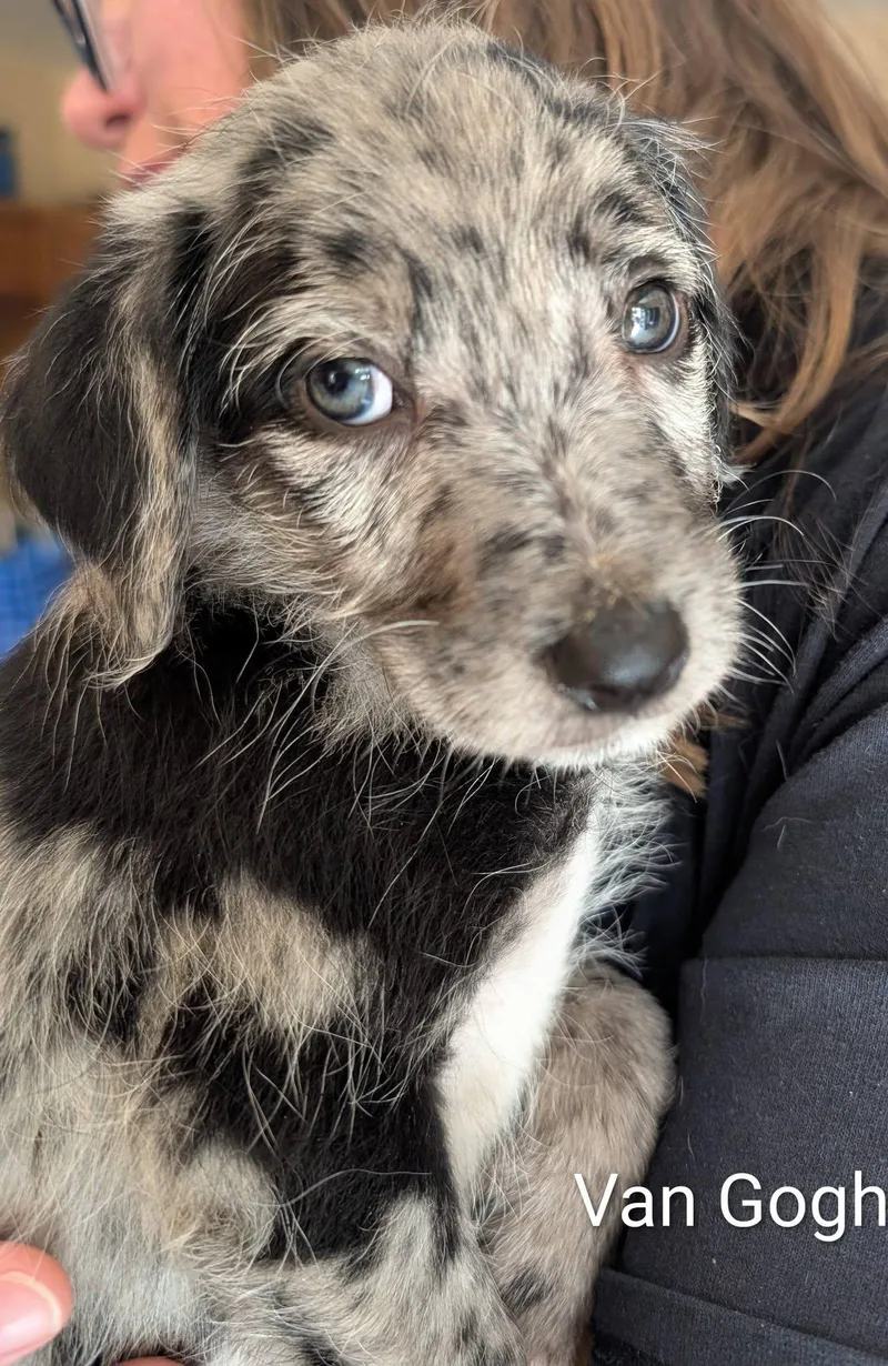 A baby medium-sized male Merle (Blue) Catahoula Leopard Dog dog named Van Gogh  Works for adoption in Amelia, OH