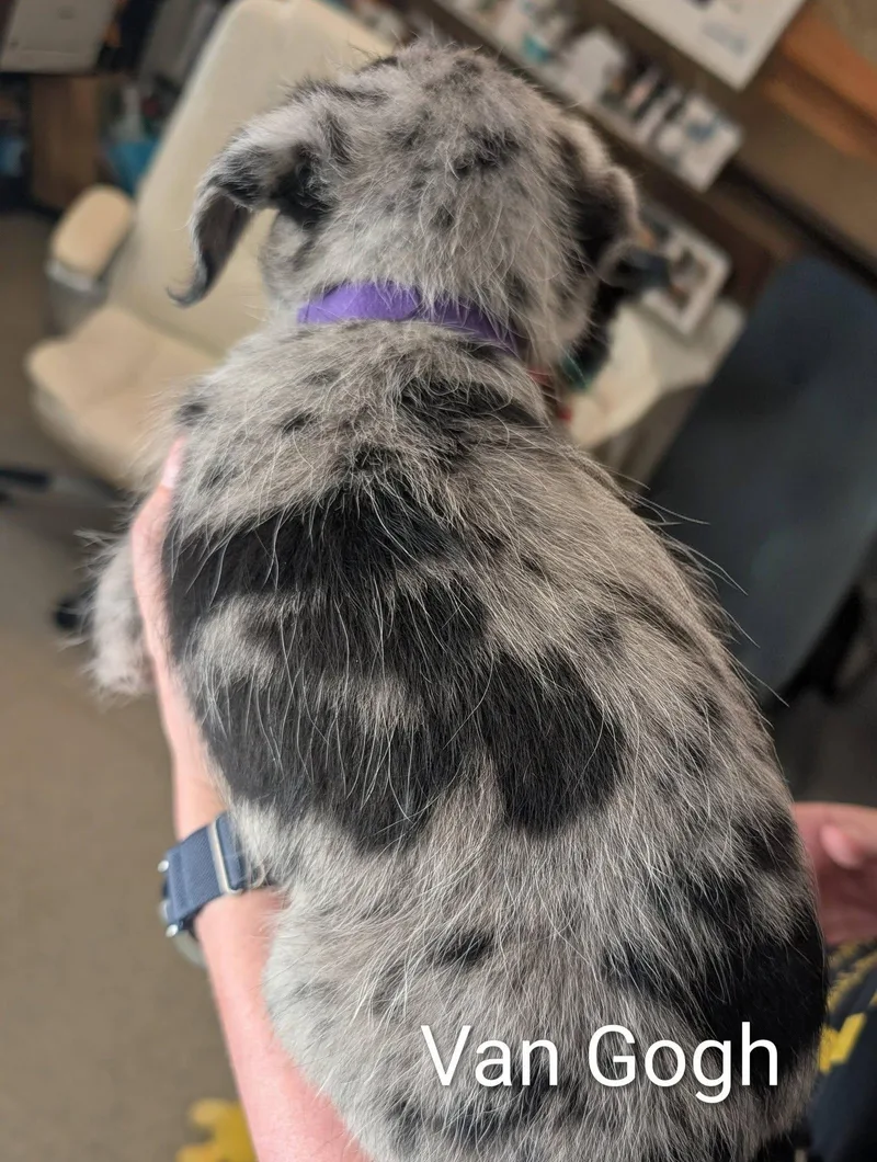 Van Gogh  Works thumbnail 3