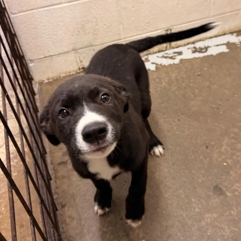 A baby small-sized male Black Mixed Breed dog named Joey for adoption in Evensville, TN