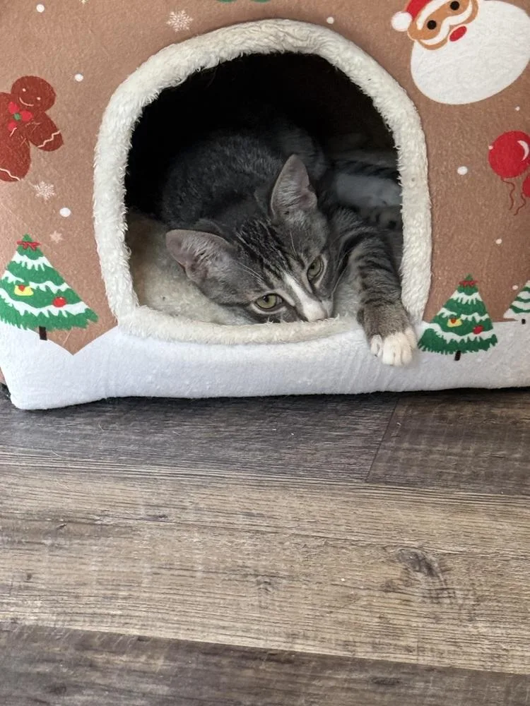 A baby small-sized female Gray & White Domestic Short Hair cat named Peridot for adoption in Bolton, CT